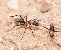 Camponotus ephippium