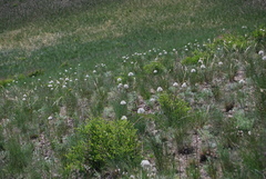 Allium tulipifolium