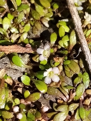 Glossostigma elatinoides