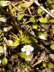 Glossostigma elatinoides