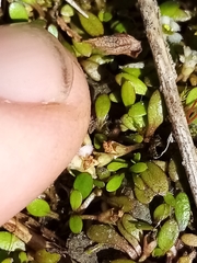 Glossostigma elatinoides