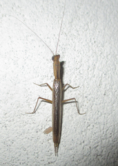 Galepsus