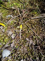 Glossostigma elatinoides