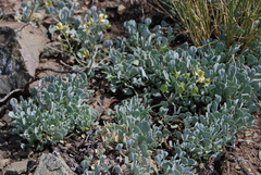 Galitzkya spathulata