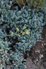 Galitzkya spathulata