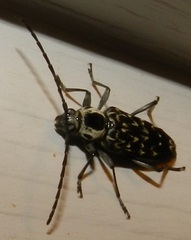 Sarosesthes fulminans