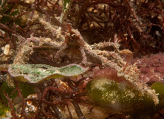 Oncinopus neptunus