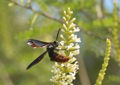 Scolia dubia haematodes