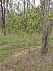 Dodonaea viscosa burmanniana