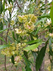 Dodonaea viscosa burmanniana