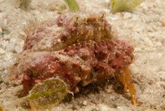 Calappa gallus