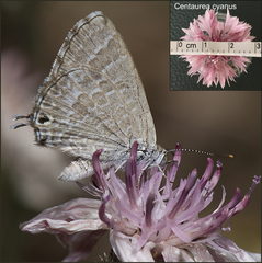 Theclinesthes miskini