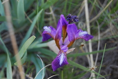 Iris glaucescens