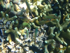 Pseudanthias huchtii