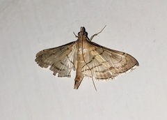Marasmia trapezalis