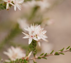 Calytrix alpestris