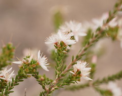 Calytrix alpestris