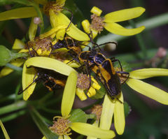 Chauliognathus deceptus