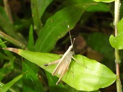 Phlaeoba antennata