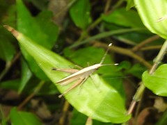 Phlaeoba antennata