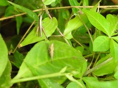 Phlaeoba antennata