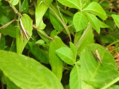 Phlaeoba antennata
