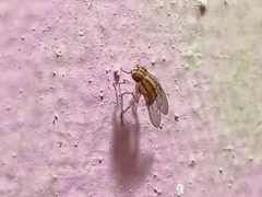 Diptera