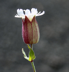 Silene lacera