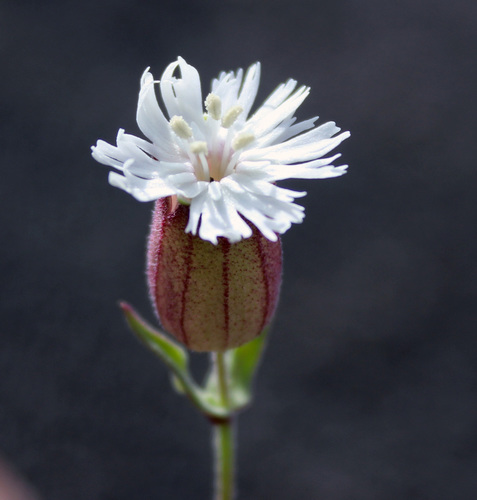 Fringed Catchfly (Silene fimbriata)  iNaturalist