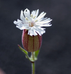 Silene lacera