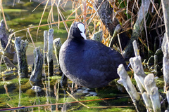 Fulica atra