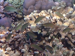 Pseudanthias huchtii