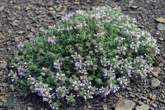 Thymus collinus