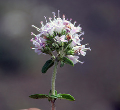 Thymus collinus