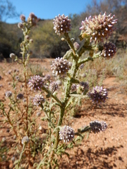 Pterocaulon sphacelatum