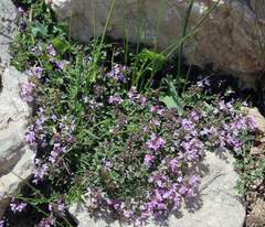 Thymus nummularius
