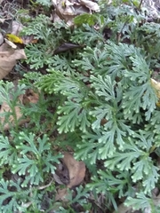 Selaginella doederleinii