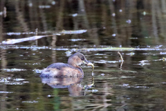 Tachybaptus ruficollis