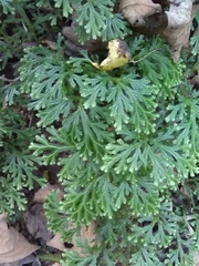 Selaginella doederleinii