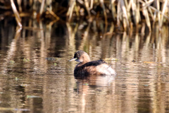 Tachybaptus ruficollis
