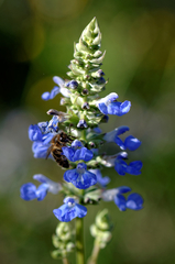 Salvia uliginosa