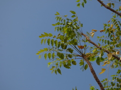 Ailanthus excelsa