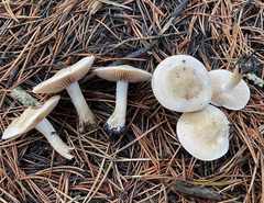 Hebeloma incarnatulum