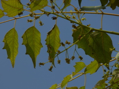 Ailanthus excelsa