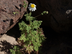 Perityle crassifolia robusta