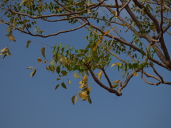 Ailanthus excelsa