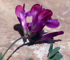 Vicia alpestris