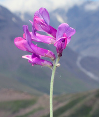 Vicia alpestris