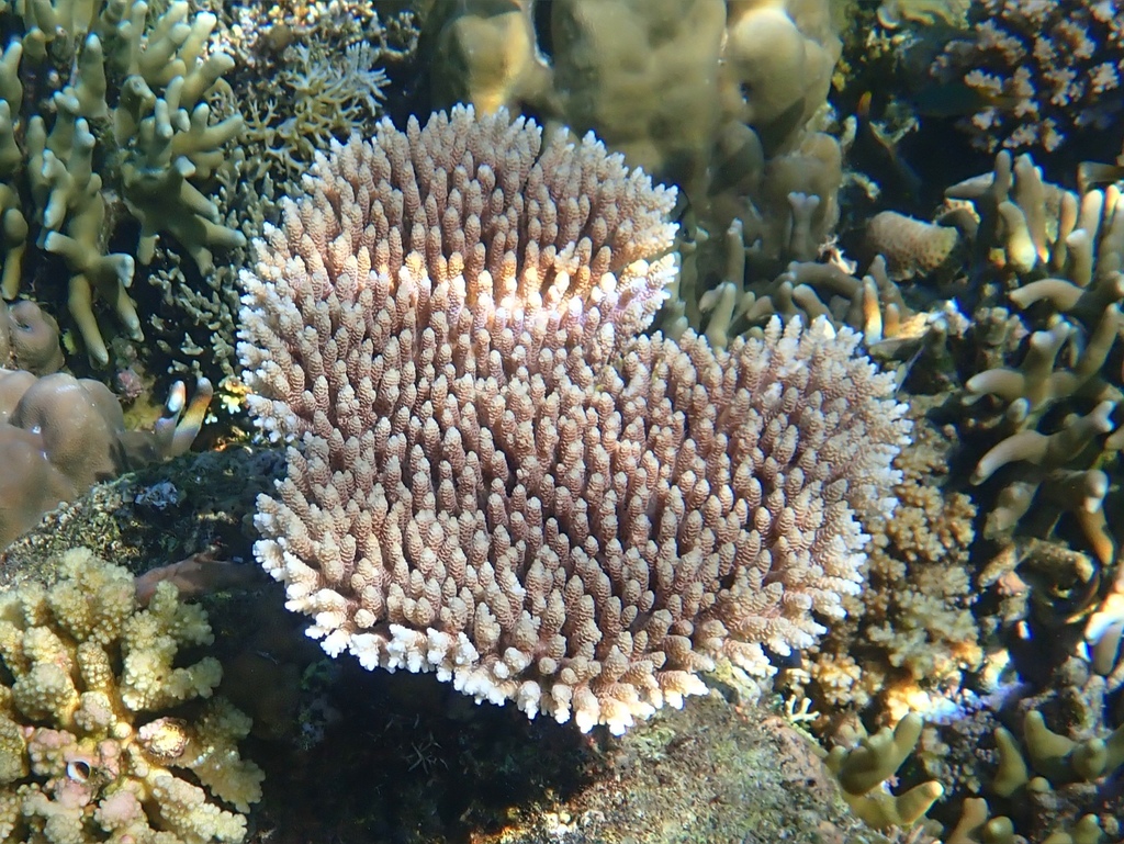 Acropora millepora