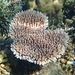Acropora millepora - Photo (c) Cheryl Gilbert, some rights reserved (CC BY-NC-SA), uploaded by Cheryl Gilbert
